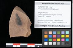 Foto (Objekt + Etikett) von Pinus palaeostrobus Ettingshausen (NHMW-GEO-2024-0188-0198)